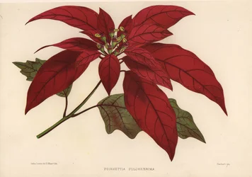 Julestjerne, Euphorbia pulcherrima (Poinsettia pulcherrima)